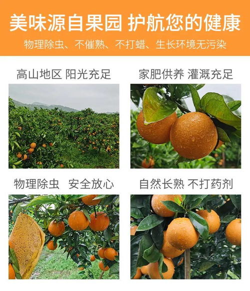 湖南秭歸夏橙與柚子，新鮮果香直送您家